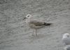 Caspian Gull at Hole Haven Creek (Steve Arlow) (166631 bytes)